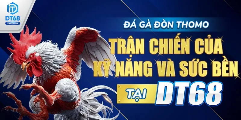 Đá gà đòn Thomo – Trận chiến của kỹ năng và sức bền tại DT68. 